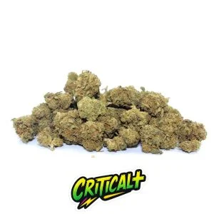 Critical+ Small Buds CBD