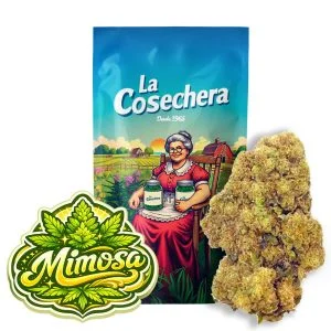 Flor CBD Mimosa premium con packaging elegante de La Cosechera