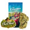 Flores de CBD Jack Herer Greenhouse de La Cosechera en envase de 10 gramos