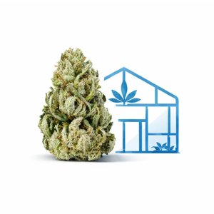 Flores Greenhouse CBD al por Mayor