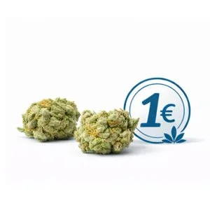 Small Buds 1 Euro