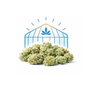 Small Buds Greenhouse CBD al por Mayor