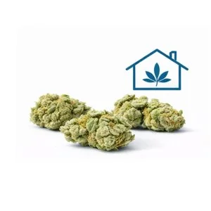 Small Buds Indoor CBD