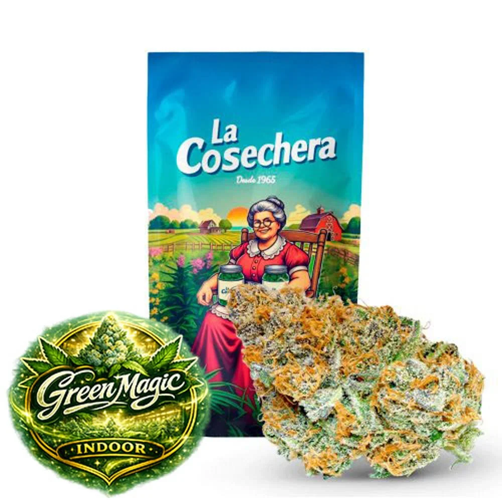 Cogollos compactos y resinosos de Green Magic Indoor variedad CBD de La Cosechera, con aroma herbal intenso