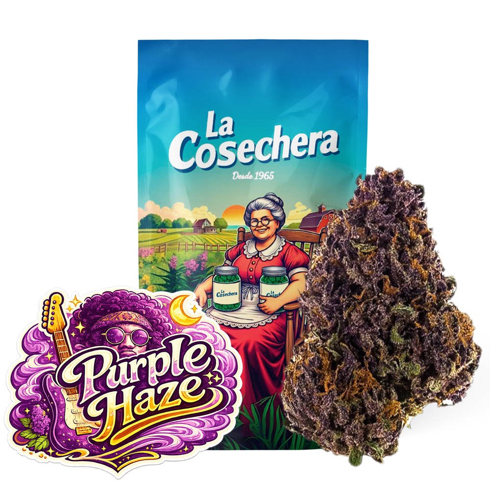 Purple Haze Greenhouse Flores de CBD de La Cosechera, ejemplo real para comparar cultivo CBD