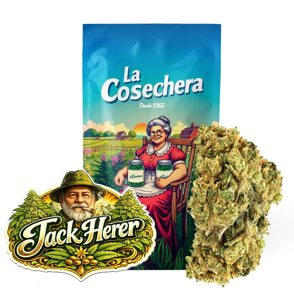 Jack Herer Greenhouse Flores de CBD de La Cosechera, ejemplo real para comparar cultivo CBD
