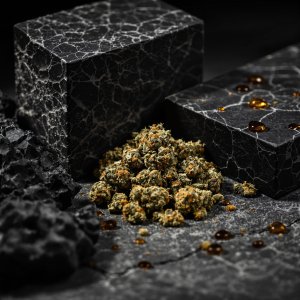 Diferencia visual y táctil entre flor CBD fresca y bloque de hash compacto